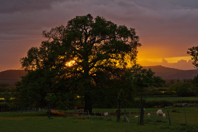 Sunset Oak