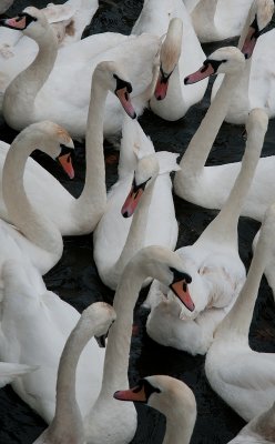 Total Gridlock