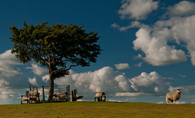 Cleeve Common in a Hour