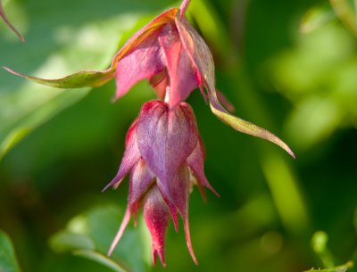 June  02 - Leycesteria