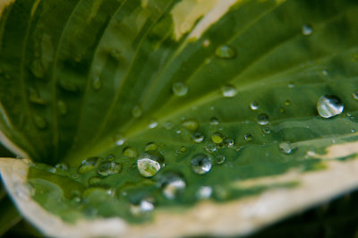 June 05 - Wet Hosta