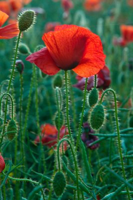 June 14 - Poppy Field