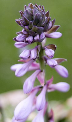 June 27 - Purple Hosta
