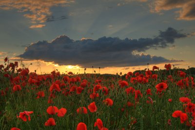 June 30 - Poppies at Sunset