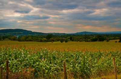 Corn by the Row