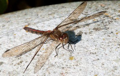 Oct 15 - Dragonfly Visitor