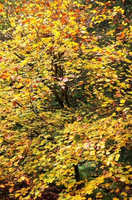 Oct 21 - Yellow Tree