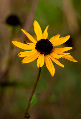 Oct 23 - A Little Sunshine
