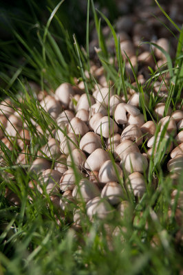 Dont mess with the mushrooms