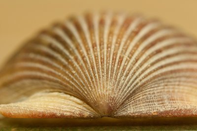 Oct 25 - Shell