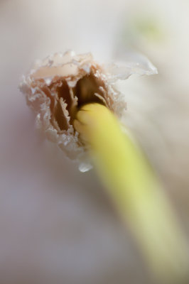 Nov 01 - Sprouting Garlic