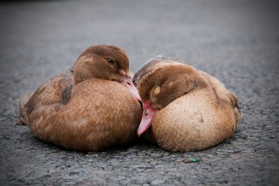 Love a Duck
