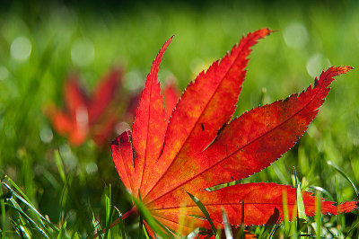 Nov 13 - Fallen Leaves