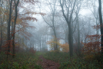 Nov 20 - Misty Morning
