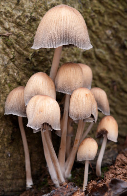 Nov 23 - Westonbirt Mushrooms