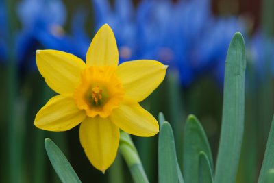Jan 29 - Daffodil