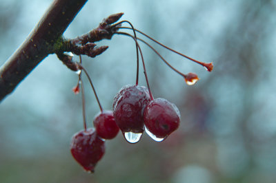 Feb 06 - Cherry Drops