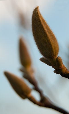 March 01 - Magnolia Buds