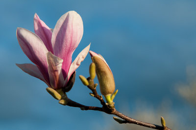 March 20 - Magnolia in bloom