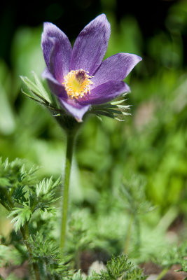 March 26 - Anemone
