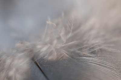 March 28 - Fluffy Feather
