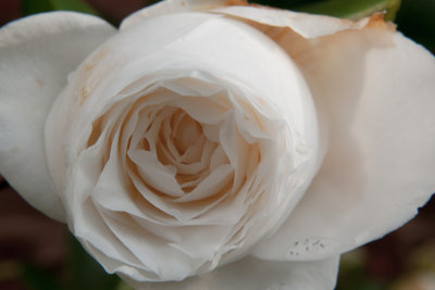 April 19 - Camellia
