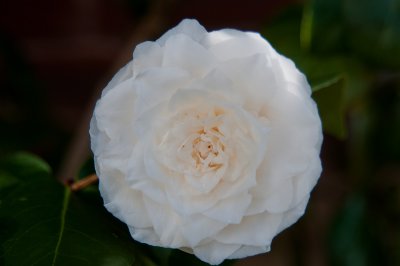 April 20 - Camellia II