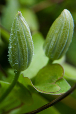 April 27 - Raindrops on the Clematis