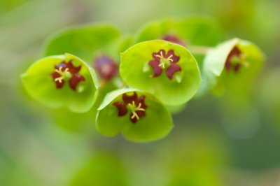 May 01 - Euphorbia
