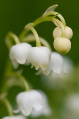 May 08 - Lily of the Valley