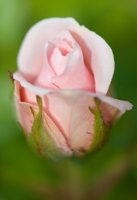 May 28 - Rose Bud