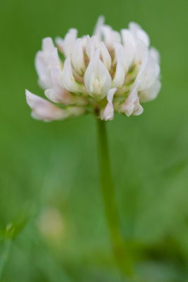 June 12 - In Clover