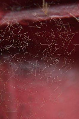 Cobweb on a Postbox