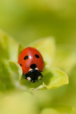 Ladybird in the herbs