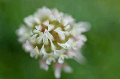 Spikes of Clover