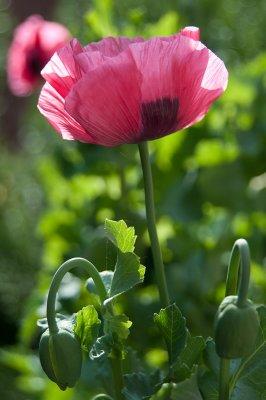 June 20 - Poppies Just in Time