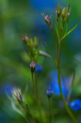 July 16 - Buds