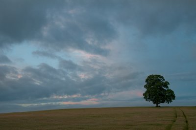 July 18 - One Sided Tree