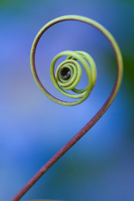 July 23 - Tendril