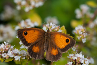 August 10 - Gatekeeper Butterfly