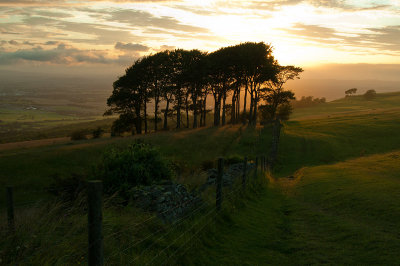 Evening at the Copse