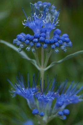 September 04 - Odd Blue Flower
