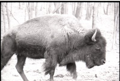 2 bison walking.jpg