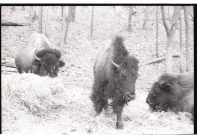 4 bison.jpg