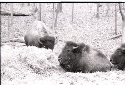 5 bison.jpg