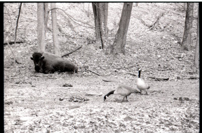 6 bison.jpg