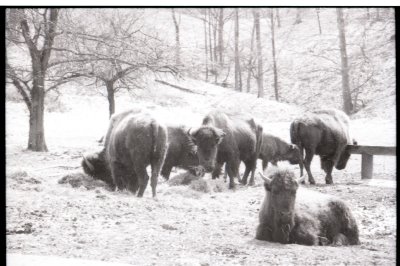 7 bison.jpg