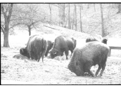 8 bison.jpg