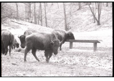 9 bison.jpg