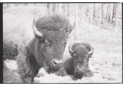 10 bison.jpg